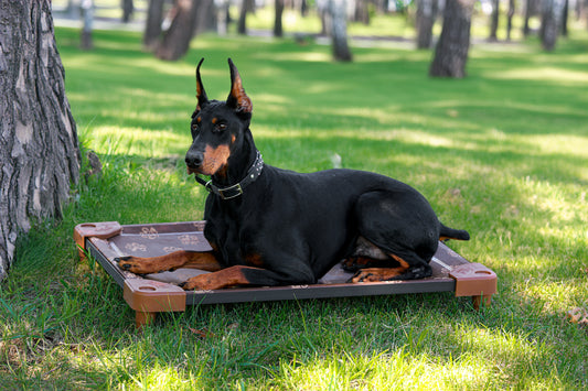 Large dog laying comfortably on elevated dog bed