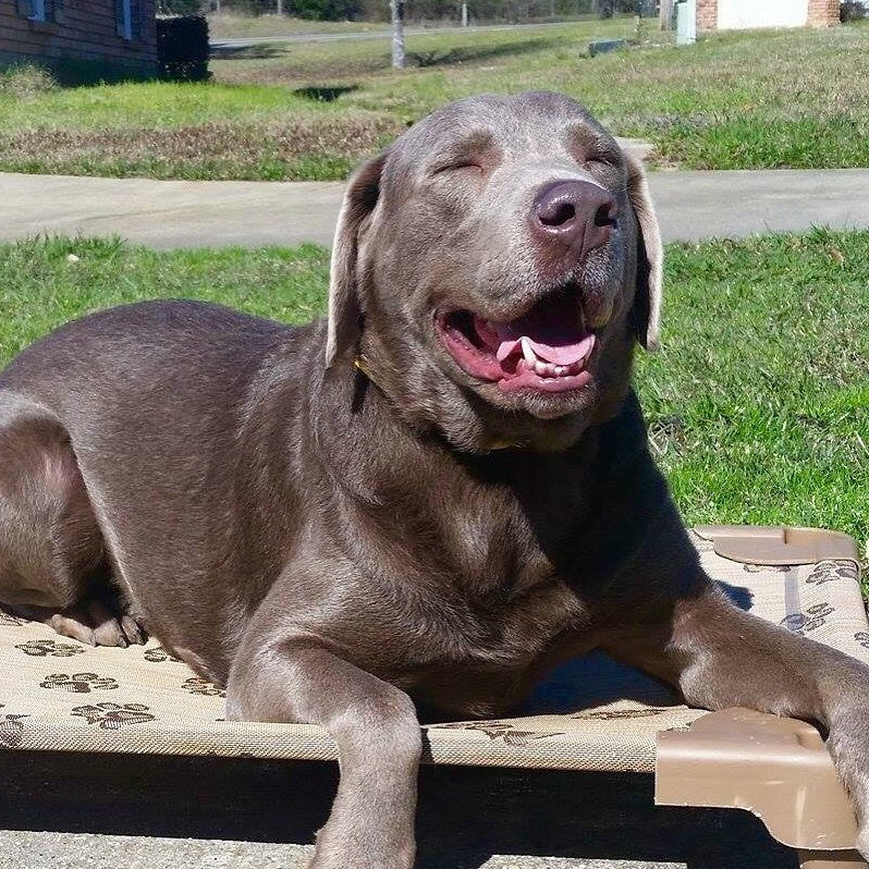 dog on petcot bed