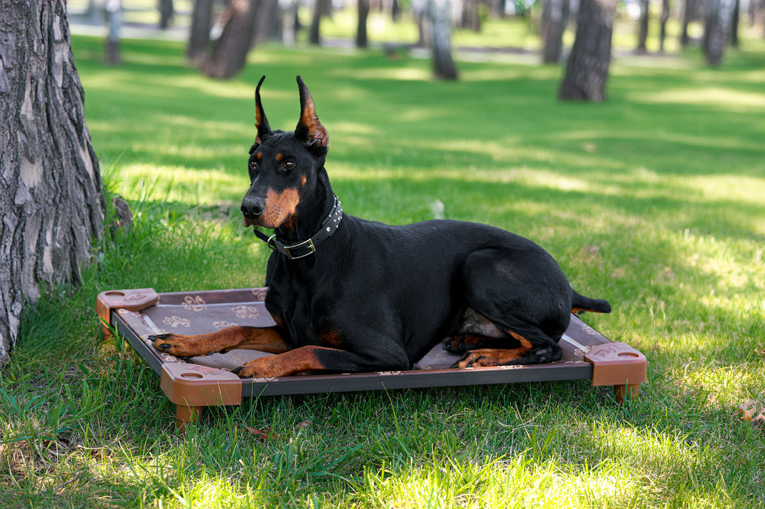 Large dog laying comfortably on elevated dog bed