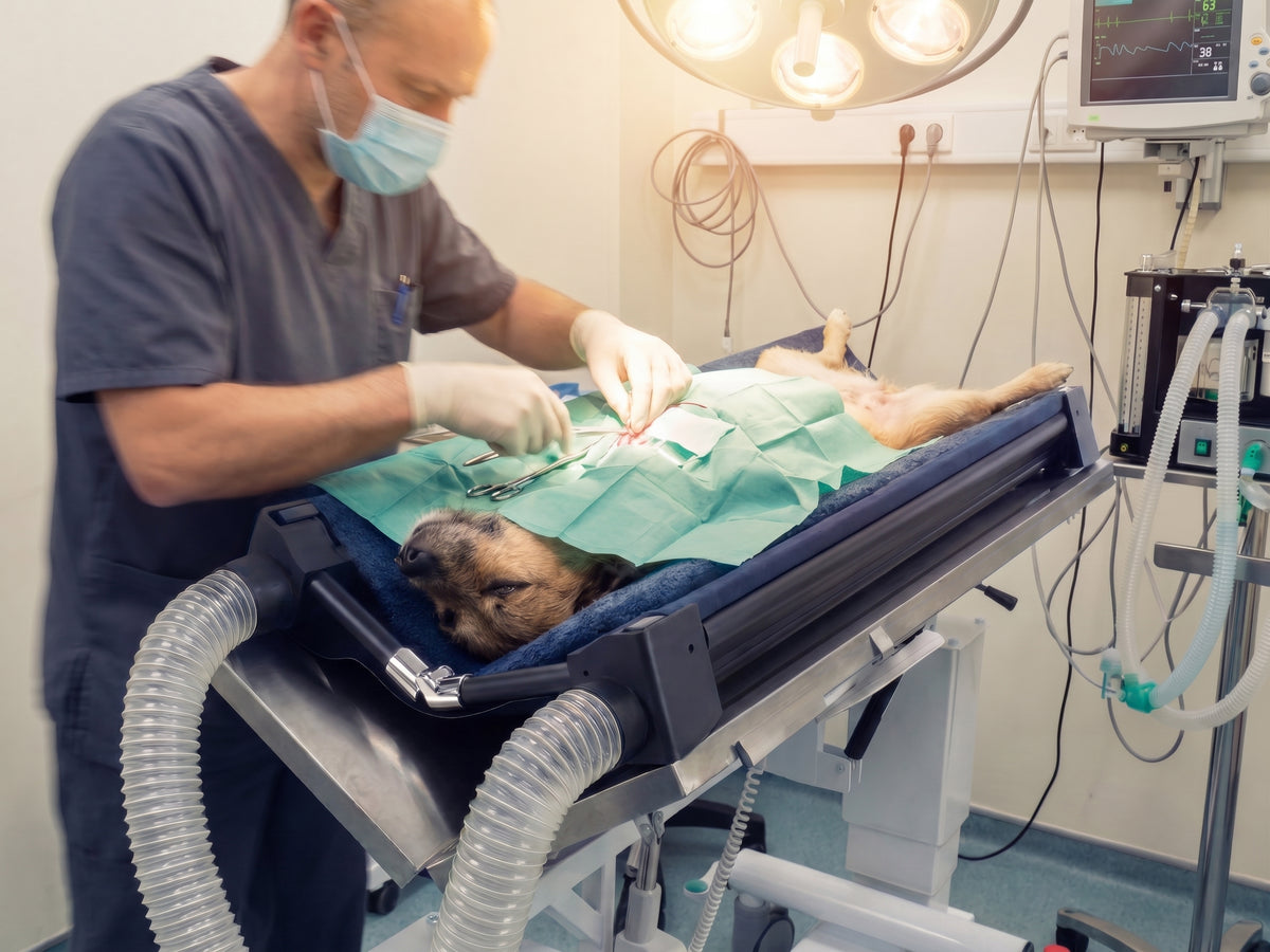 Veterinary Surgery Warming Cot on Surgery Table