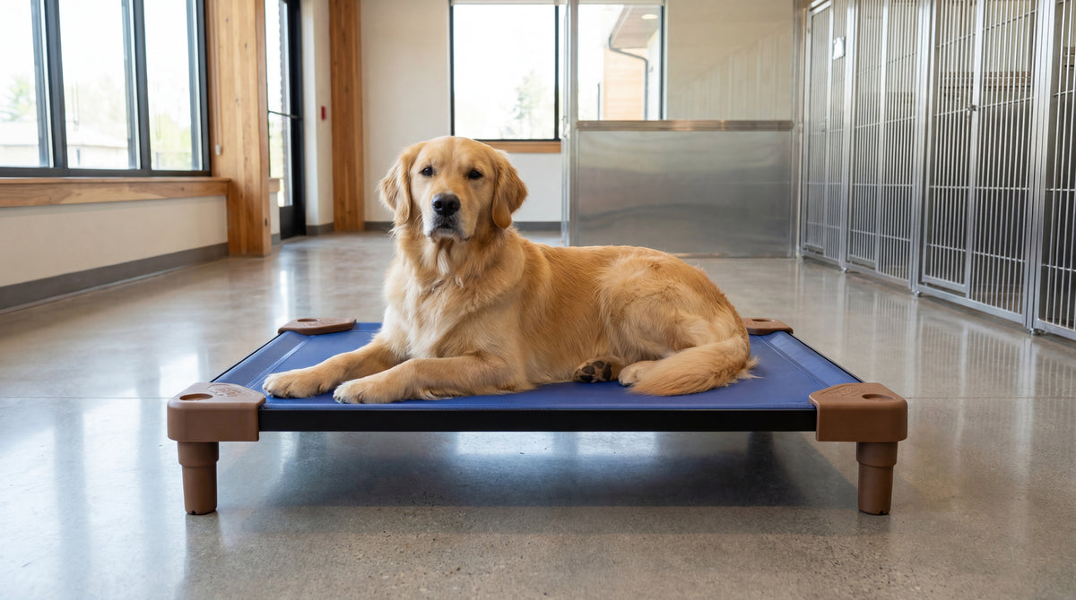 Golden retriever resting on a Ruff'n Tumble PetCot in a boarding kennel