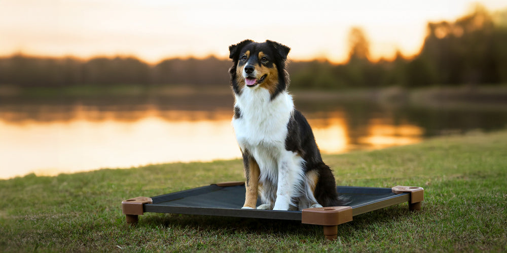 Australian shepherd practicing a place command on a PetCot by a lake at sunset