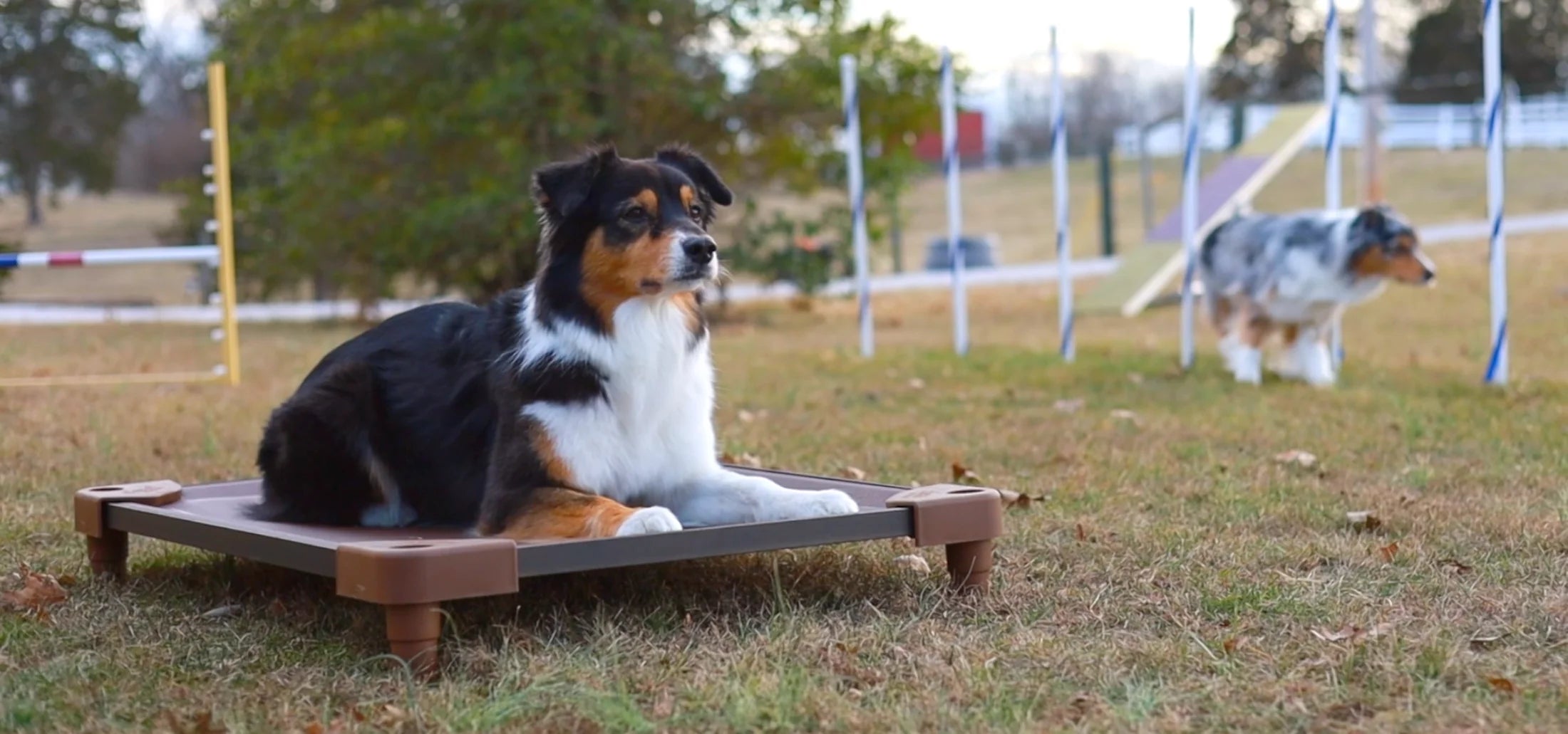 Australian Shepherd holding a steady place command on a raised Ruff'n Tumble PetCot during outdoor dog training