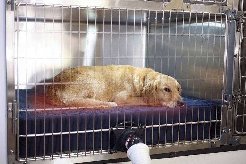 Warming Recovery Cot