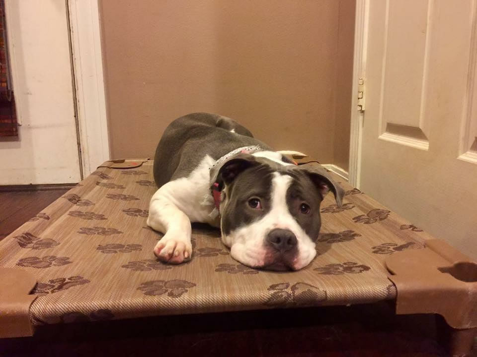 Dog beds for outlet pitbulls